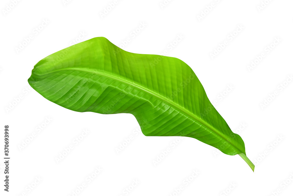 Obraz premium Green banana leaves with unique motifs, isolated on a white background, clipping path included