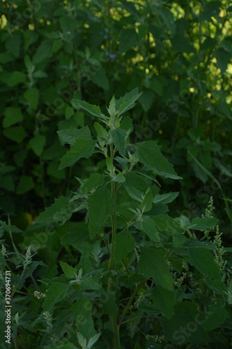 Goosefoot (Chenopodium album) in the meadow.Chenopodium album leaves in spring, north china photo