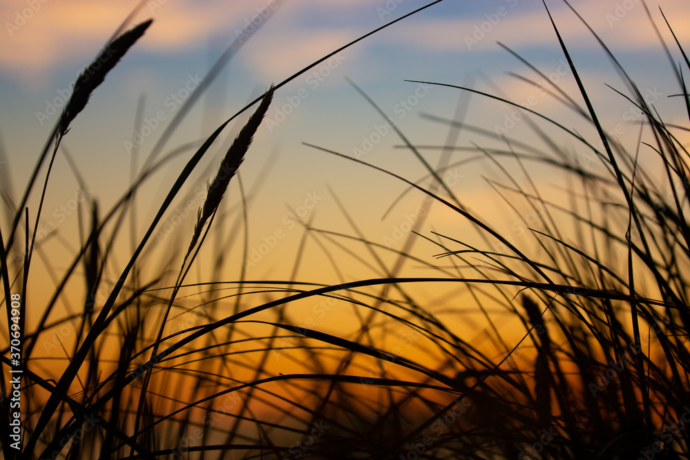 Obraz premium Sonnenuntergang durch Strandhafer in den Dünen