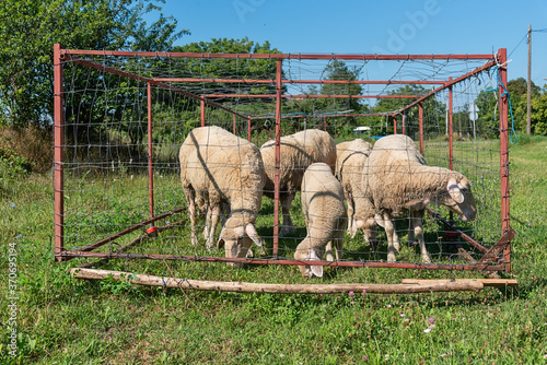 Foto Group of sheep in sheepfold. Sheep graze on the grass