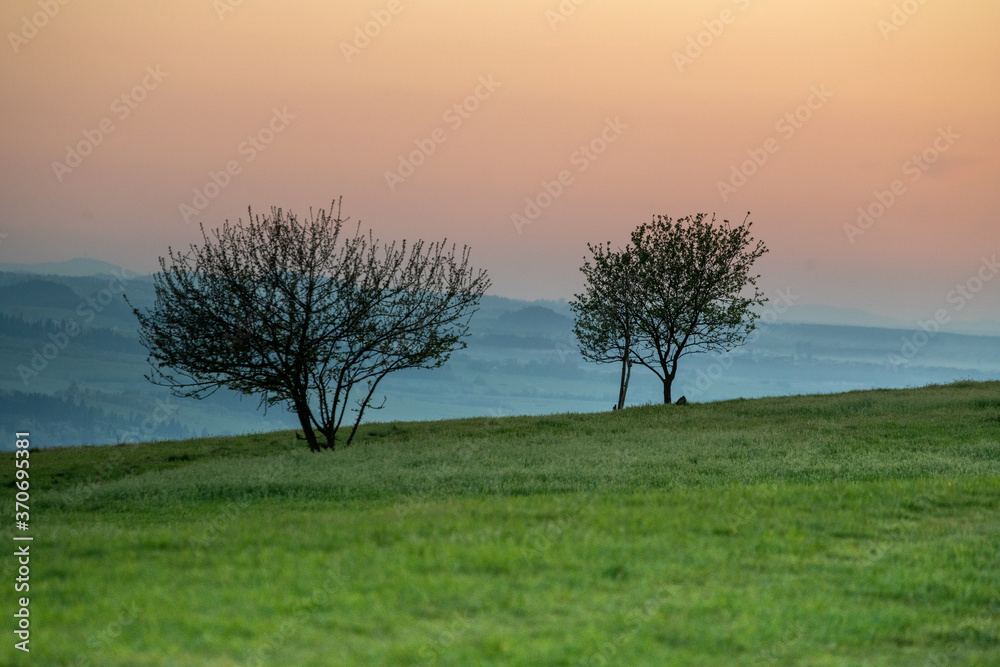 Trees in the meadow at sunset