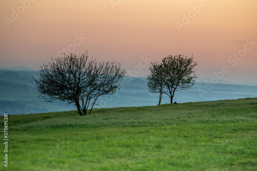 Trees in the meadow at sunset