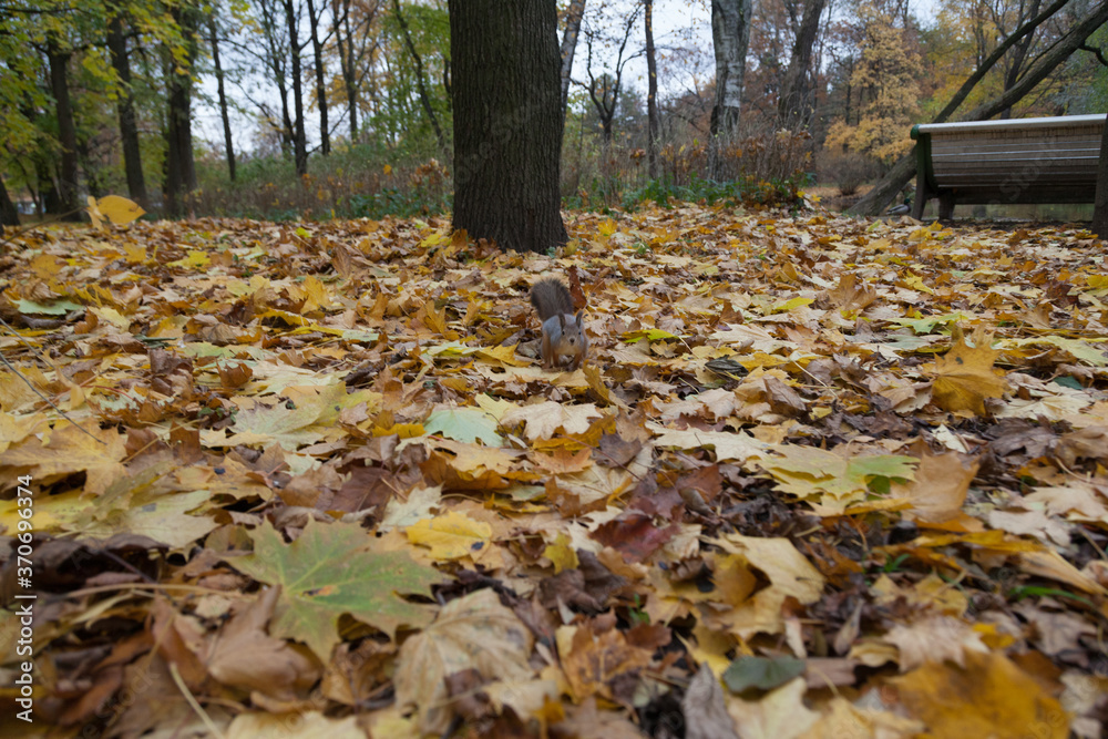 little squirrel sitting in leaves in an autumn park little squirrel sitting in leaves in an autumn park