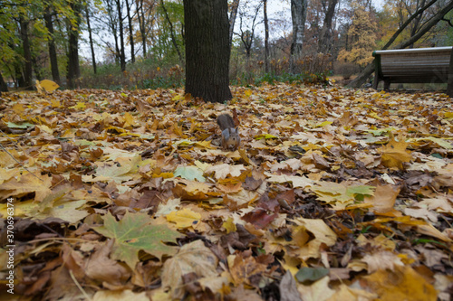 little squirrel sitting in leaves in an autumn park