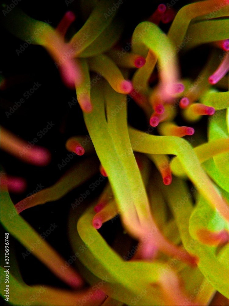 Anemonia Viridis, or Mediterranean Snakelocks Anemone