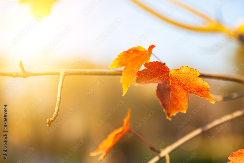 Obraz premium Bright maple leaves in the sunlight
