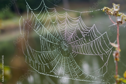 A Magical Spider Web In The Morning After The Night Rain Full Of The Rain Drops With The Rainbow 
