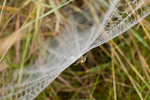 A Spider In The Spiderweb Full Of The Rain Drops After The Rain In The Detail In The High Grass