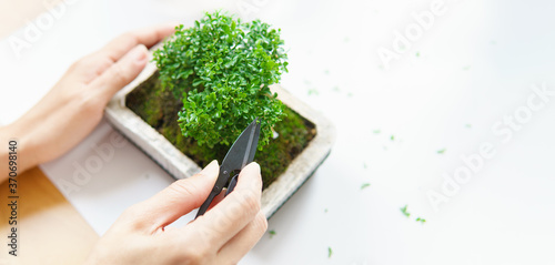 Close up of woman's hands hold scissors pruning, trimming and cutting outgrown new twig of green and healthy bonsai in pot full of mosses on table at home. Basic bonsai care and gardening concept. photo