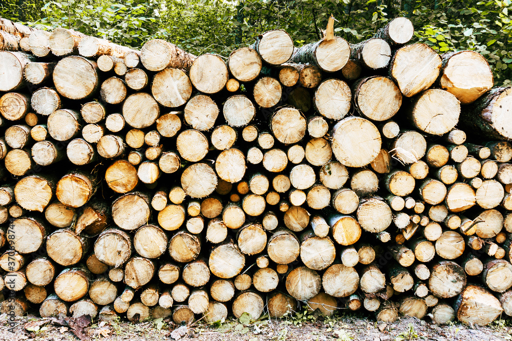 Tree cut cross section texture. Wood industry background. Chopped wood texture. Stacked tree logs pattern. Pile of raw tree wood in forest. Firewood background. Tree cut cross section texture. Wood industry background. Chopped wood texture. Stacked tree logs pattern. Pile of raw tree wood in forest. Firewood background.