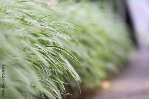 風に揺れるヤブランの葉
The leaves of Liriope muscari that feel the wind. photo