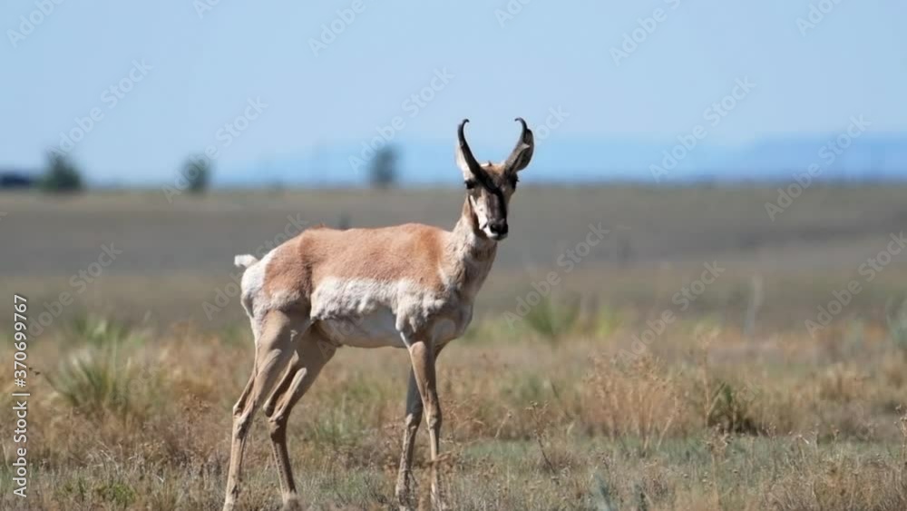 The pronghorn, sometimes called antelope, is the fastest land mammal in the Western Hemisphere. The pronghorn, sometimes called antelope, is the fastest land mammal in the Western Hemisphere.