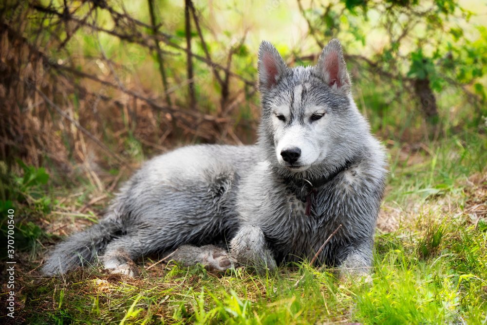 A young grey and white Siberian Husky male is lying down in a grass. He has brown eyes, dark collar and dirty wet fur. There is a lot of greenery, grass, with some bush at the background. A young grey and white Siberian Husky male is lying down in a grass. He has brown eyes, dark collar and dirty wet fur. There is a lot of greenery, grass, with some bush at the background.