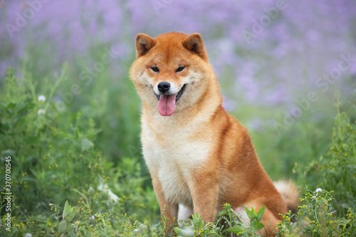 Gorgeous and happy red shiba inu dog sitting in the violet flowers field. Phacelia blossoms. Beautiful japanese dog