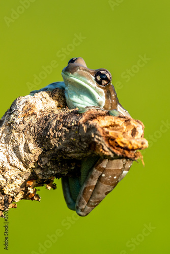 Trachycephalus resinifictrix (Harlequin frog) is sitting on a branch of a tree. photo