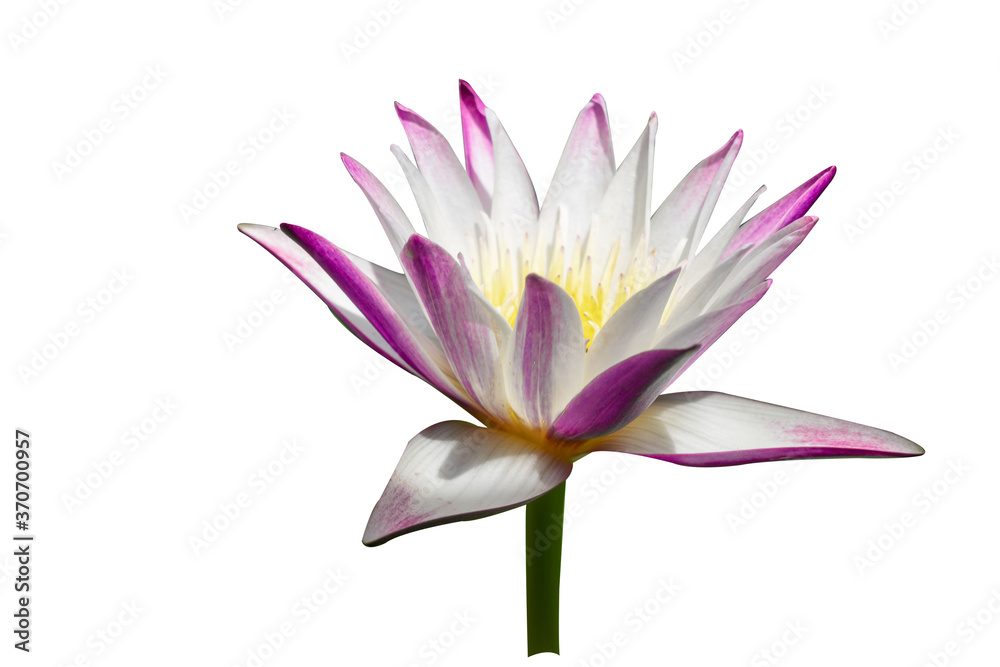 Water lily isolated on white background. Water lily has rhizomes and flows underground. And send the flowers to the surface There are beautiful flowers to watch throughout the year. Late in the mornin