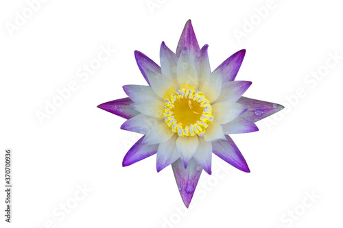 Water lily isolated on white background. Water lily has rhizomes and flows underground. And send the flowers to the surface There are beautiful flowers to watch throughout the year. Late in the mornin