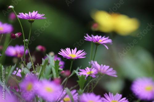                                                  A light purple flower named Brachycome that receives the sun s rays.