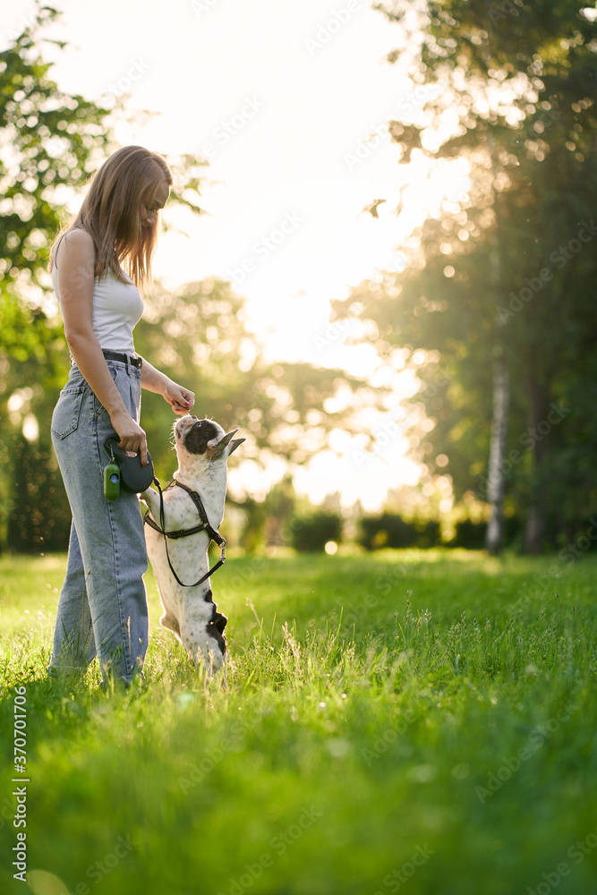 Young woman training french bulldog in park. Young woman training french bulldog in park.
