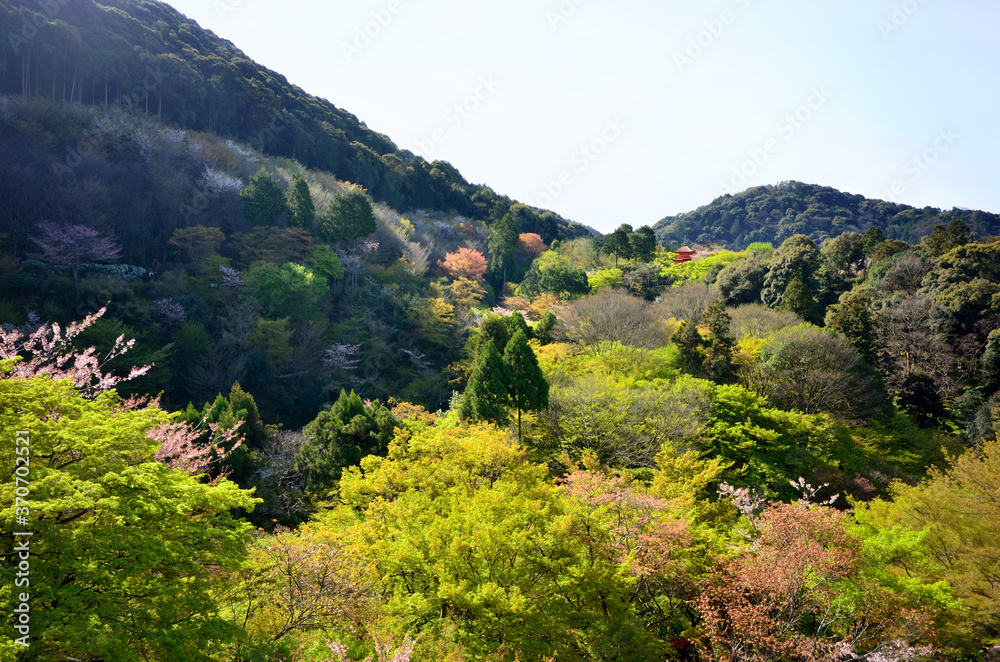 The scenery of Kiyomizu Temple seen from Stage of Kiyomizu at early April.