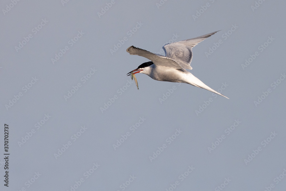 Common tern Sterna hirundo flying switly with small fish in beak from side with blue and grey background