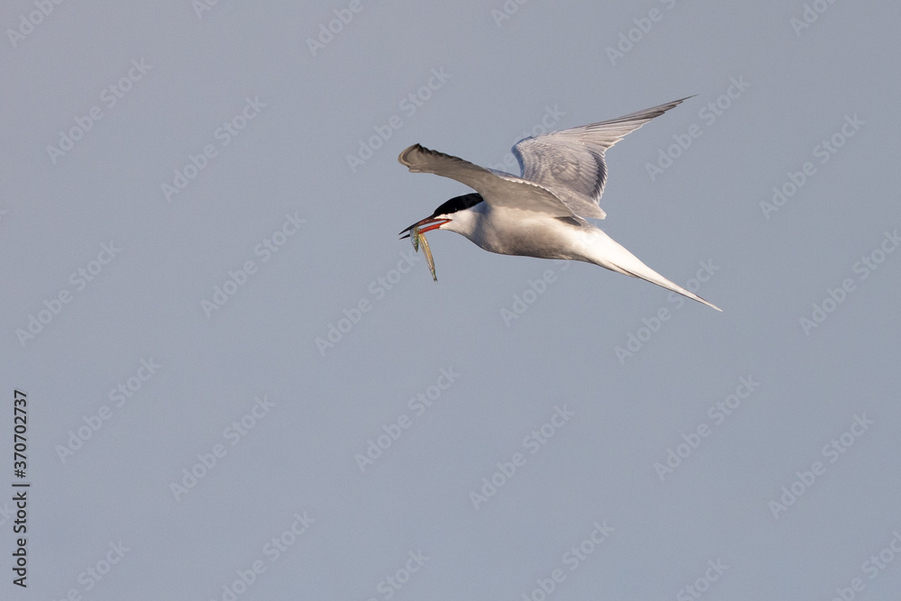 Common tern Sterna hirundo flying switly with small fish in beak from side with blue and grey background Common tern Sterna hirundo flying switly with small fish in beak from side with blue and grey background