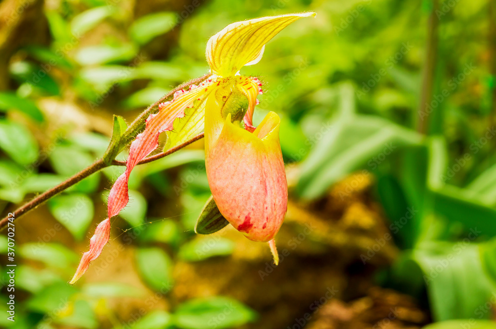 Close up of Lady’s slipper orchid blossom in flower garden Close up of Lady’s slipper orchid blossom in flower garden