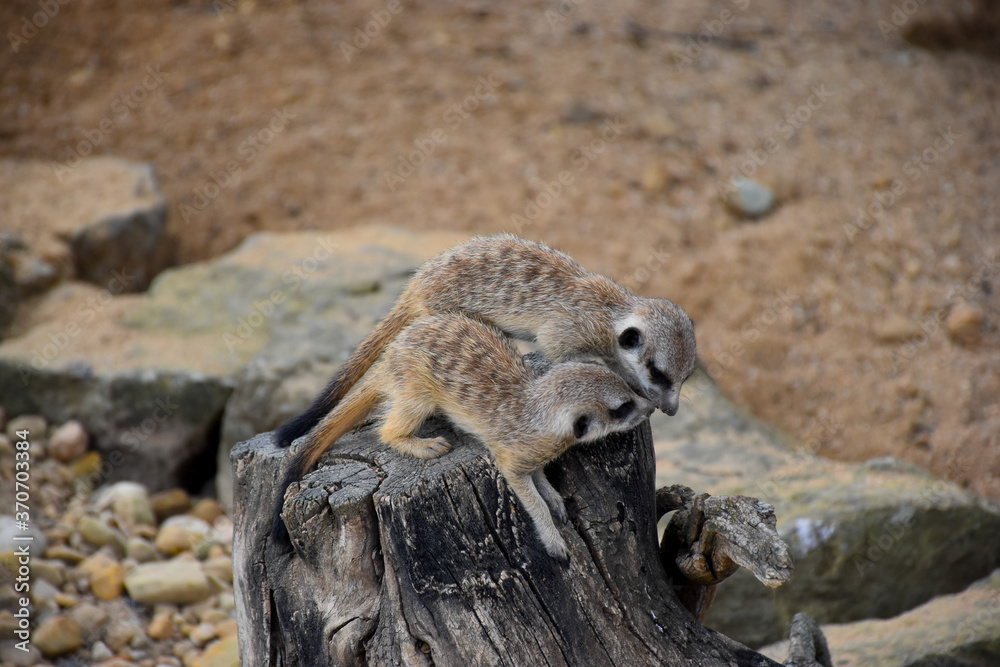 Wall Mural Two Meerkat (Suricata suricatta) babies playing