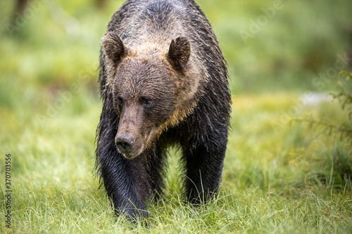Mighty large brown bear ursus arctos approaching full frontal in boreal forest with green background Finland