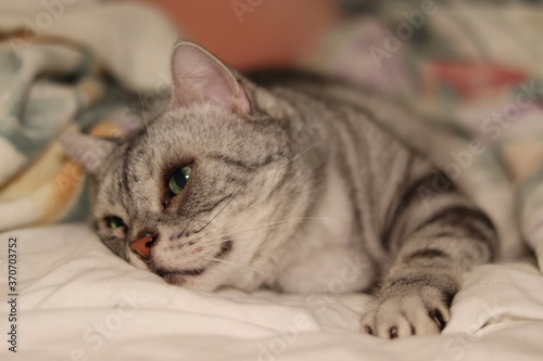 呼ばれて左に視線を向ける猫のアメリカンショートヘア American shorthair cat whose eyes turn to the left while lying down.