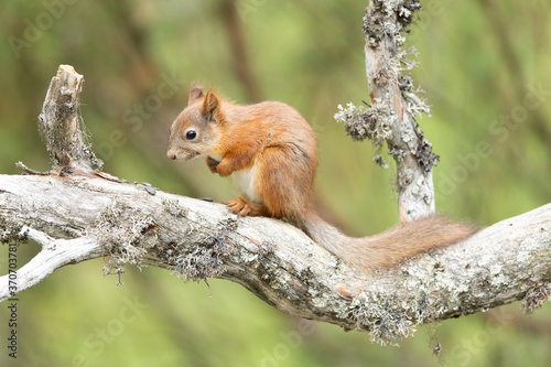 Cute Eurasian red squirrel Sciurus vulgaris sitting upright on a scenic branch of tree in forest with green background, Finland 