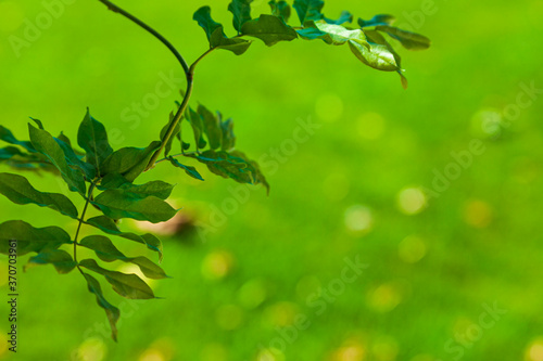 Tree branches with green foliage