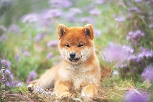 beautiful and happy red shiba inu puppy lying in the violet flowers in summer. Phacelia blossoms