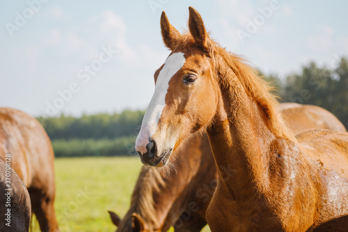A beautiful red or brown horse with a long mane in the pasture at a horse farm. Close-up portrait of a horse against nature background. Horse breeding, animal husbandry