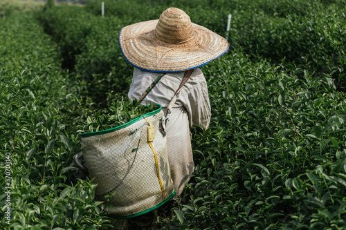 Photography Asian farmer working in the lush fields of a terraced farm.