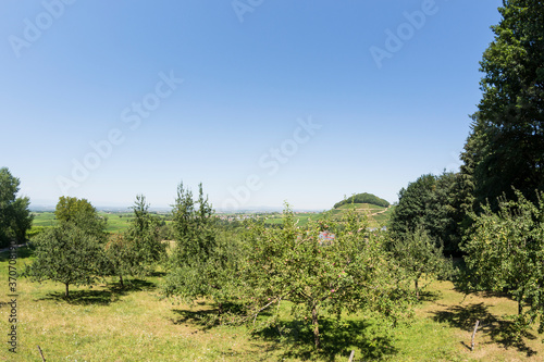 Apple tree plantation, with Castellberg in the background