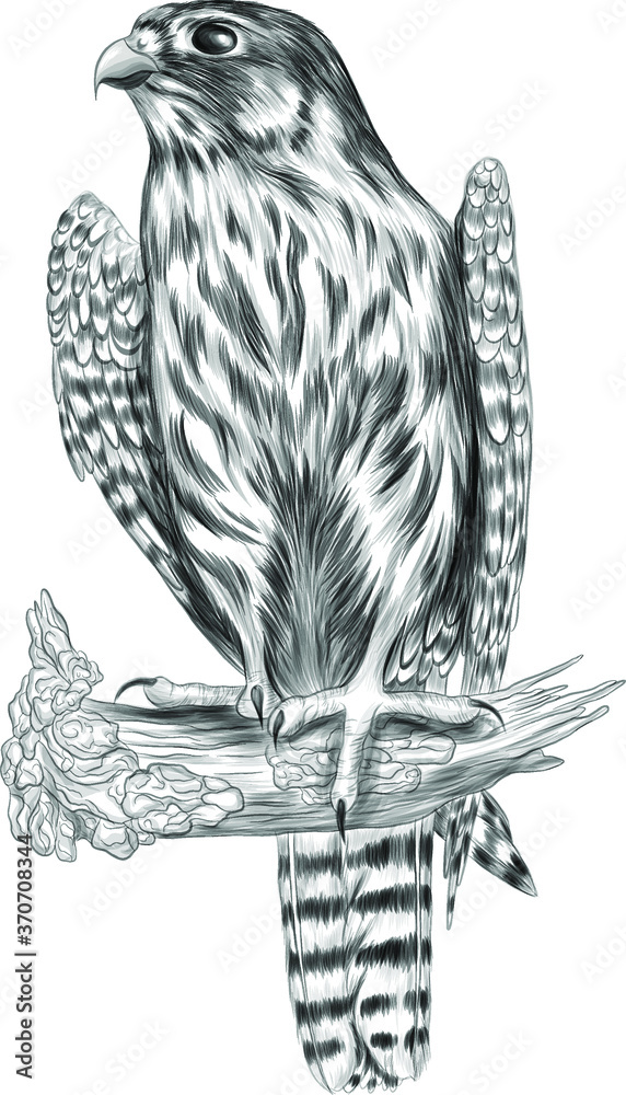 Falcon black and white best sale