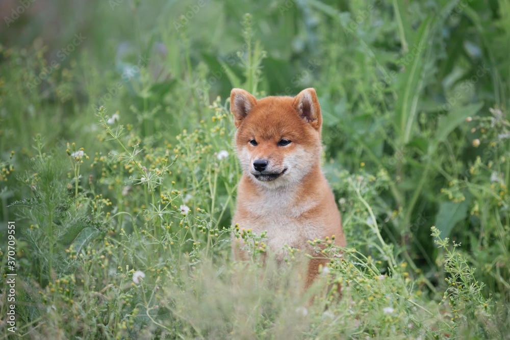 beautiful and cute red shiba inu puppy sitting in the green grass and flowers in summer. beautiful and cute red shiba inu puppy sitting in the green grass and flowers in summer.