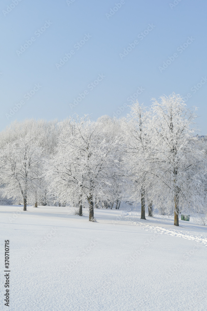 Trees in the park covered with white snow. Winter mood.