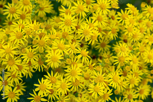 Jakobs-Greiskraut  Senecio jacobaea 