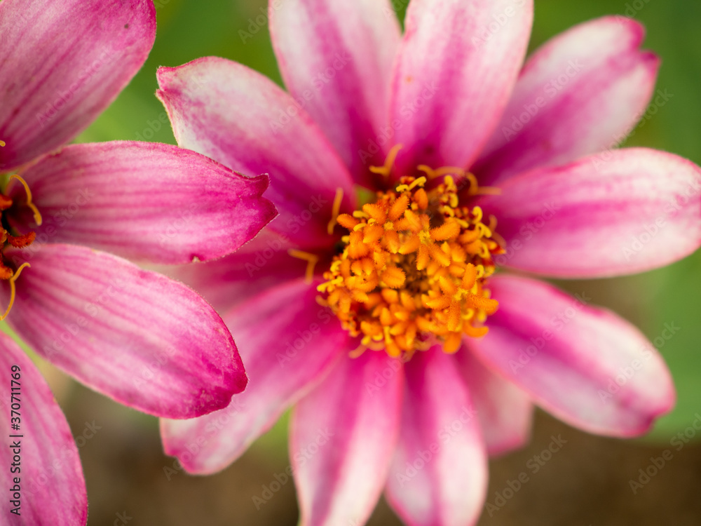 close up of pink flower