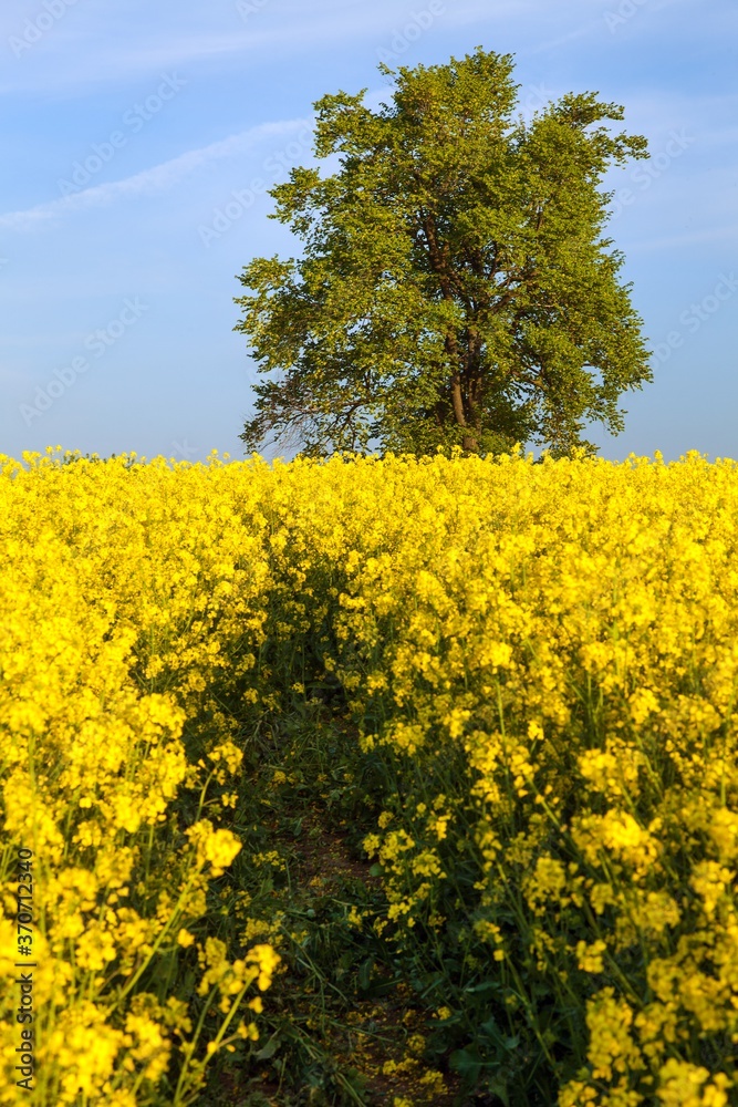 rapeseed canola or colza field Brassica Napus and tree