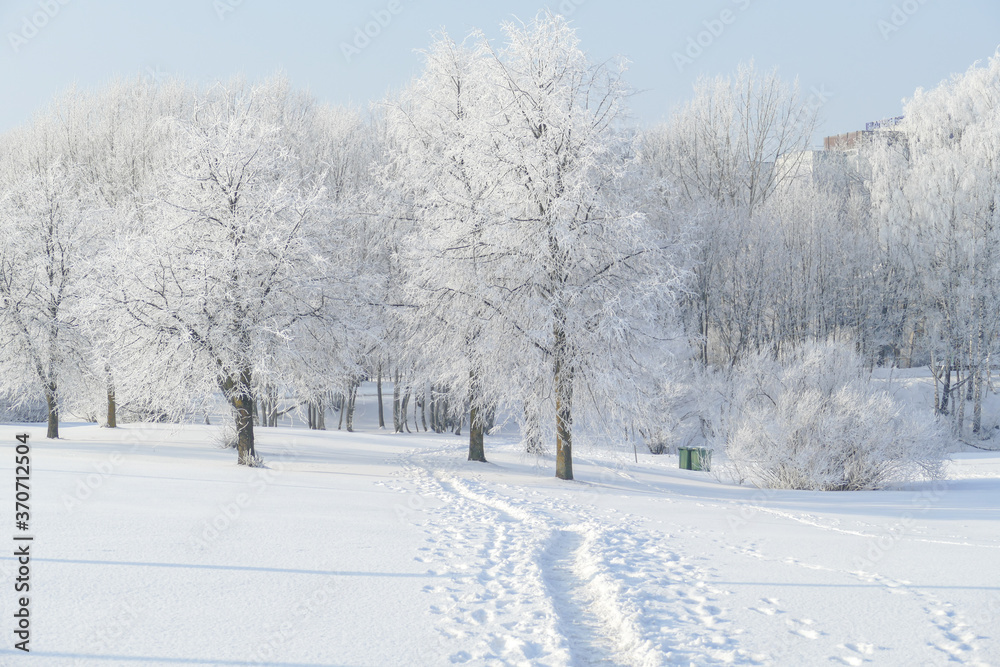Trees in the park covered with white snow. Winter mood. Trees in the park covered with white snow. Winter mood.