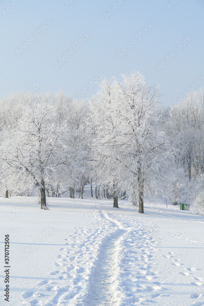 Obraz premium Trees in the park covered with white snow. Winter mood.