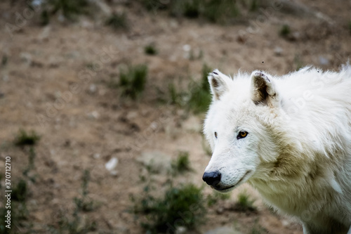 Portrait d un magnifique loup arctique ou loup blanc