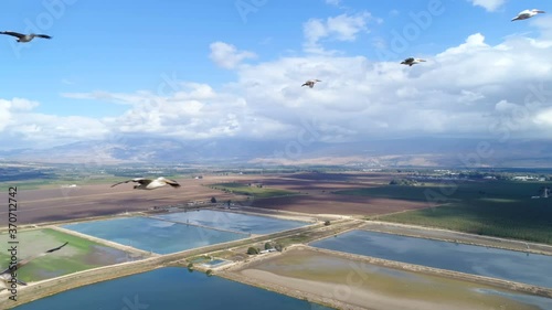 Pelicans flying near the drone, over pools and fields in the Hulla valley, Israel photo