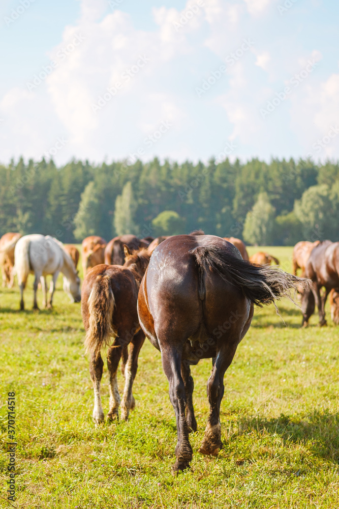 Beautiful horses of different colors graze in the pasture at the horse farm. Rear view of the horses on the background of beautiful nature and spruce forest. Horse breeding, animal husbandry