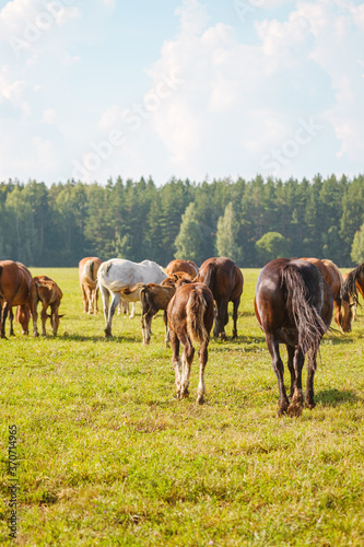 Beautiful horses of different colors graze in the pasture at the horse farm. Rear view of the horses on the background of beautiful nature and spruce forest. Horse breeding, animal husbandry