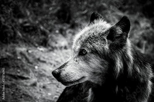 Magnifique loup du canada    la fourrure grise et brune