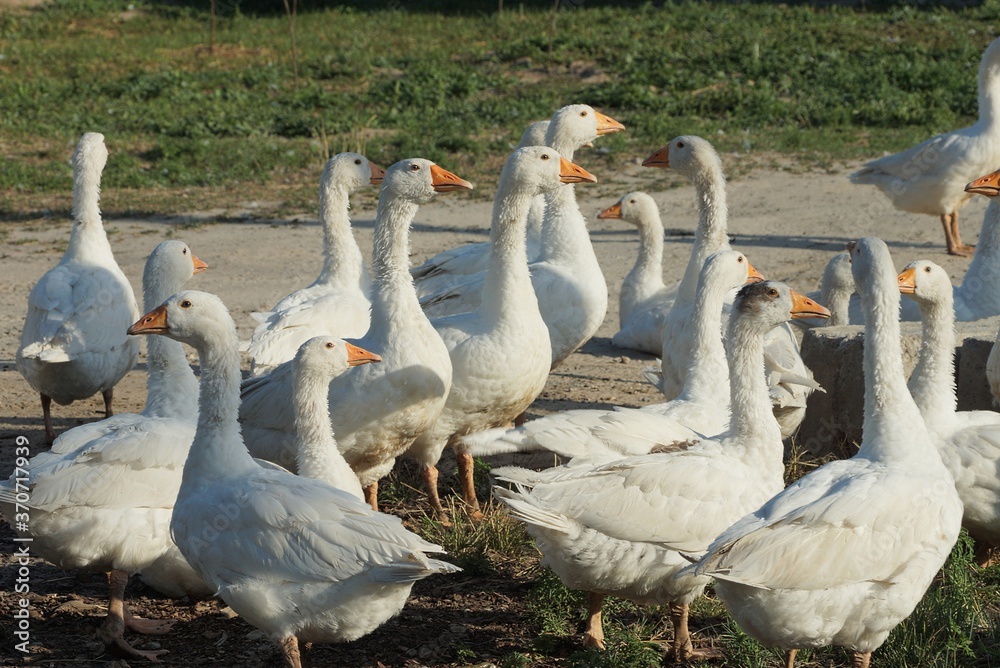 a flock of many white geese are standing on gray ground and in green grass outside on a farm a flock of many white geese are standing on gray ground and in green grass outside on a farm